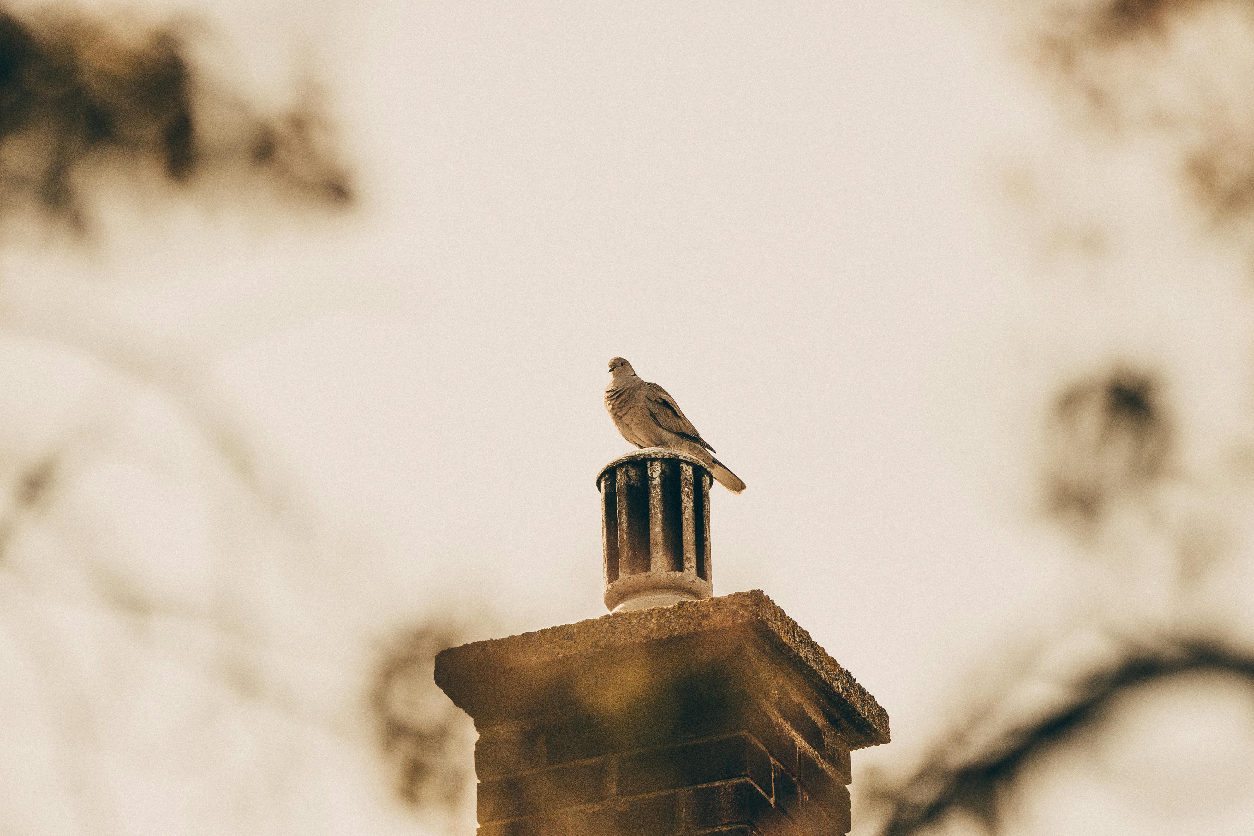 Expert Chimney Cap Installation in Sunrise, Florida